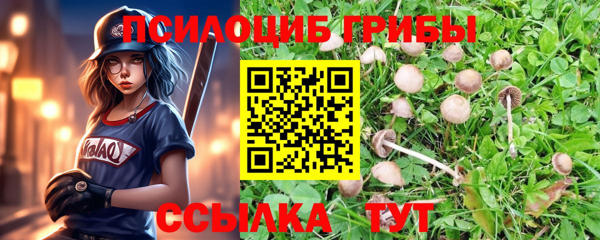 Галлюциногенные грибы Psilocybine cubensis Горячий Ключ